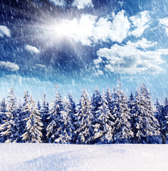 Fototapeta premium winter
