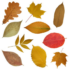 yellow beautiful leaves