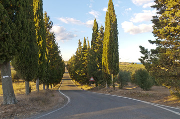 strada con cipressi - Toscana