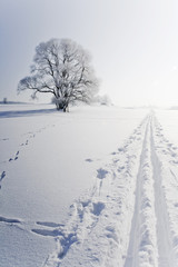 Ski track on snow field in beautiful sunny day