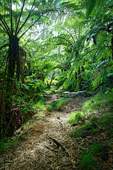 Sentier en forêt tropicale humide - Réunion