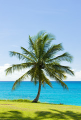 palm tree and Caribbean Sea, Barbados