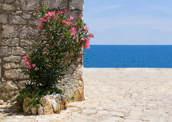 Beach and oleander