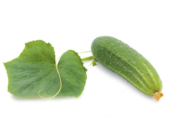 Cucumber