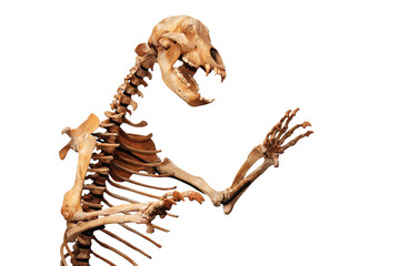 Obraz premium szkielet ursus spelaeus