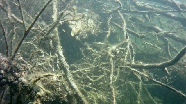 Shoal of roach fish in the lake