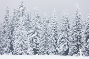 winter forest, Czech Republic