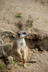 Meerkat