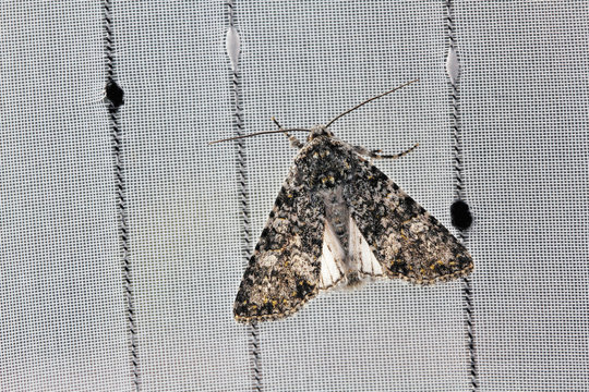 Polilla posada en cortina