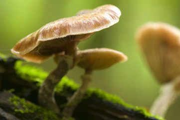 Fungi