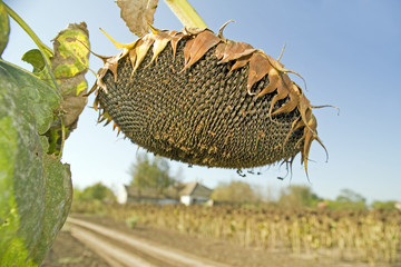 Ripe sunflower seeds