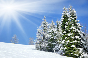 Beautiful winter landscape with snow covered trees