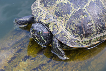 Trachemys scripta elegans - Red-Eared Slider