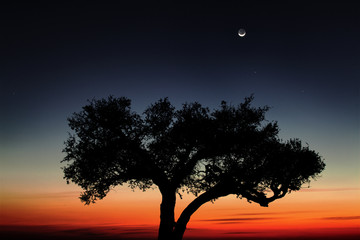 Obraz na płótnie Canvas Tree at sunset