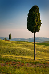 tuscan perspective
