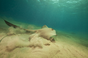 Fantail stingray in the Red Sea.