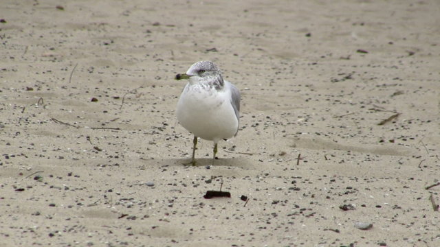 Seagull chirping on a beach