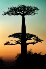 Fototapeta na wymiar Zachód słońca i baobaby drzewa