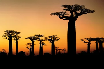 Fototapeten Sonnenuntergang und Affenbrotbäume © angelo lano