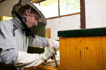 Beekeeper working in an apiary holding a frame of honeycomb cove