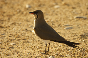 pratincole