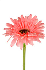 Africa chrysanthemum