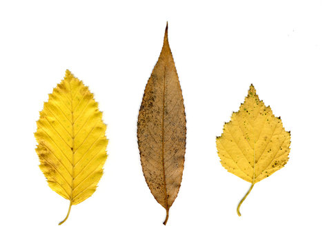 Autumn Leaves yellow brownish