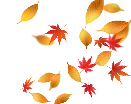 1 053 件の最適な 落ち葉舞う 画像 ストック写真 ベクター Adobe Stock