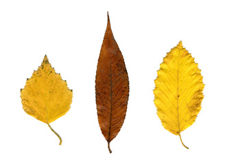 drei Herbstblätter