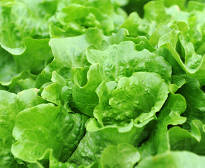 lettuce growing in the soil .