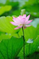 lotus flower .