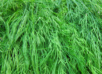 Fresh green dill