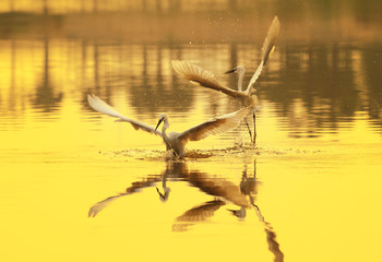Fototapeta premium egrets play in sunset