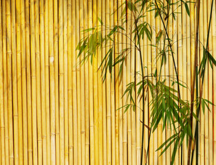 Naklejki  tło liści bambusa. .
