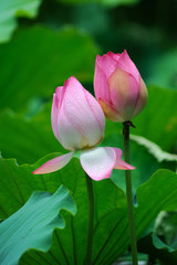 lotus flower .