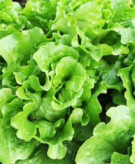 lettuce growing in the soil .