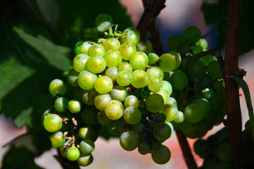 Grapes On The Vine
