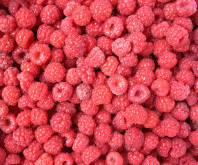 Raspberry close up - berry background