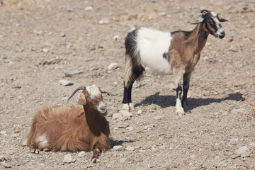 goats