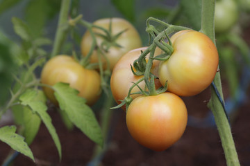 Fresh raw tomatoes growing