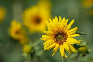 Sunflower on a meadow