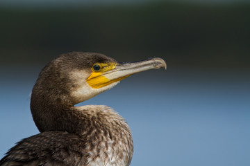cormoran