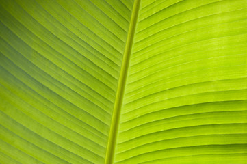 Banana leaf