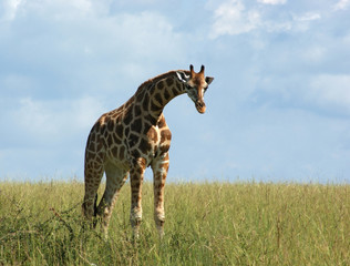 Rothschild Giraffe in african grassland
