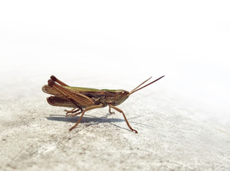 small grasshopper