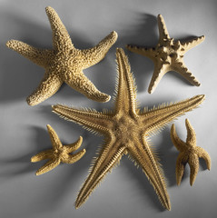 some starfishes