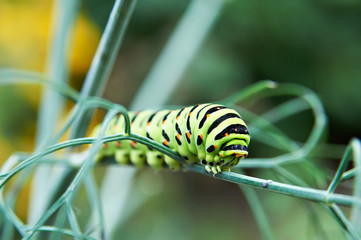 Caterpillar butterfly Papilio machaon