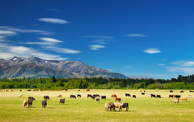 Fototapeta na wymiar Krajobraz z wypasu krów