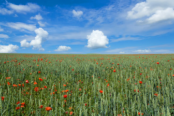 landscape with field of red poppies