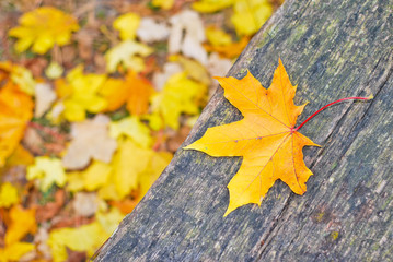 Beautiful autumn background